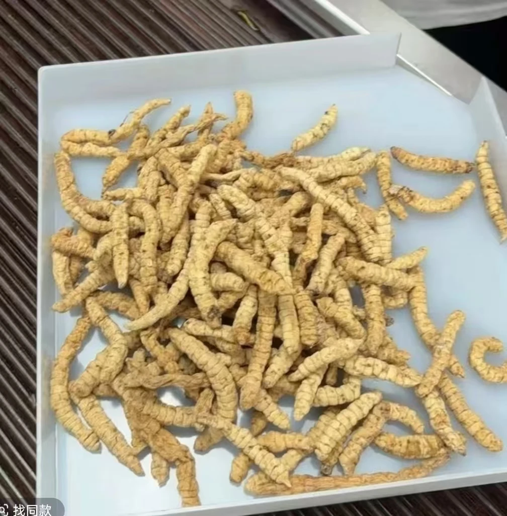 【主播精选】山货 虫草天蚕