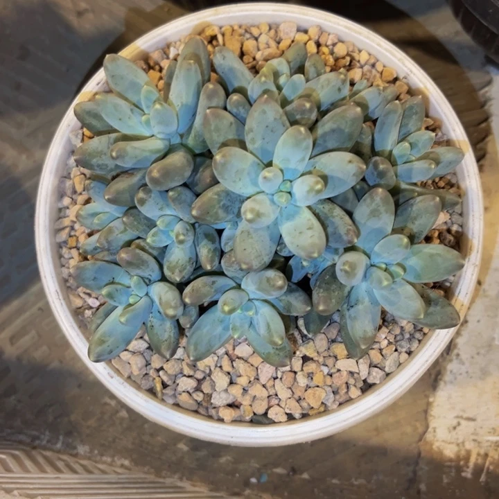 鱼丸专拍乌拉奶群