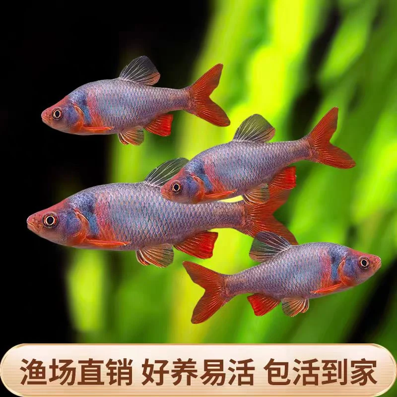 北美原生耐寒冷水彩虹精灵鱼群游宠物观赏鱼活体
