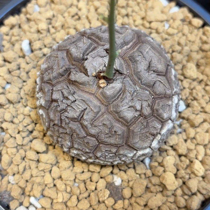 342号龟甲龙带盆包邮尺寸6