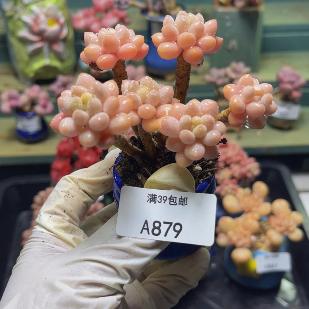 鱼子酱879/7cm多肉