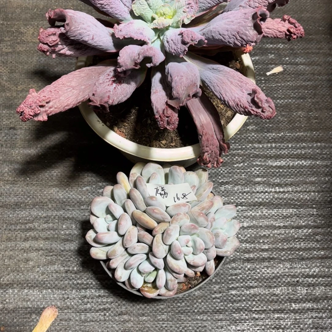 合计如图2颗多肉植物