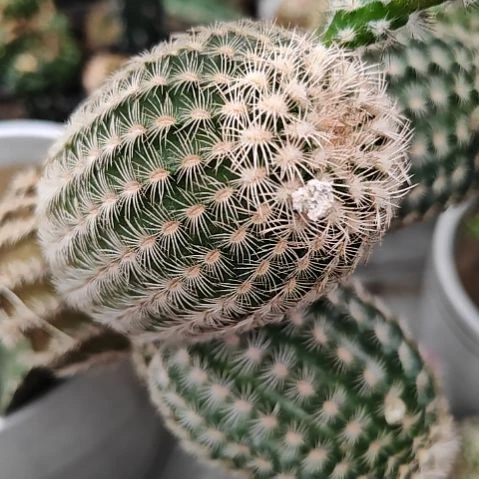 百元虾侧芽大仙人球特