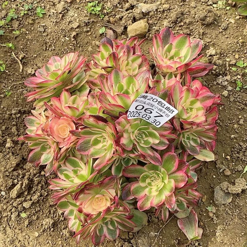 【闪购商品】3.30-67万白多肉植物