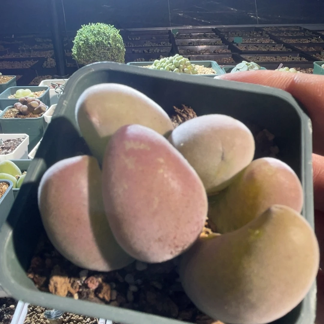 宝辉玉植物一物一拍