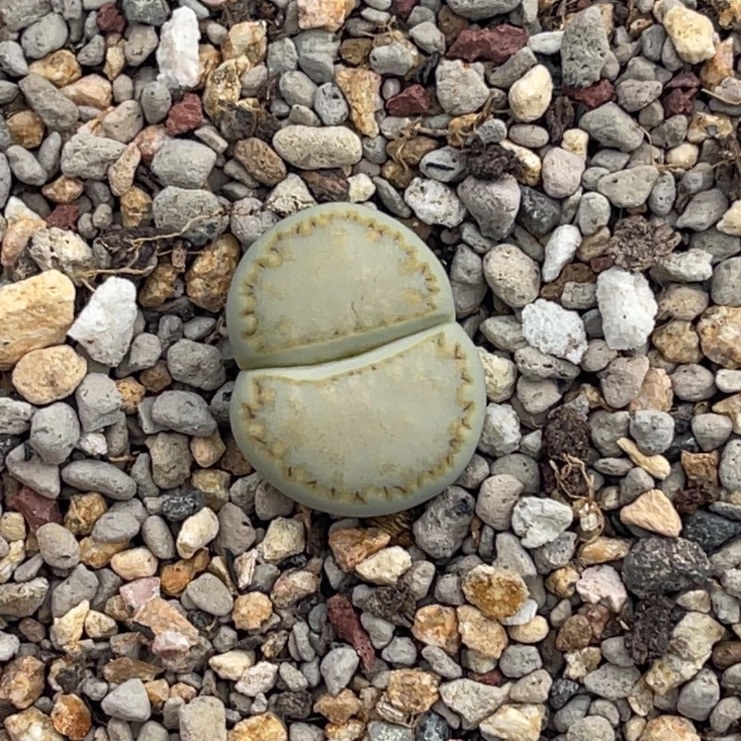 7468净窗黄绿饼干一颗