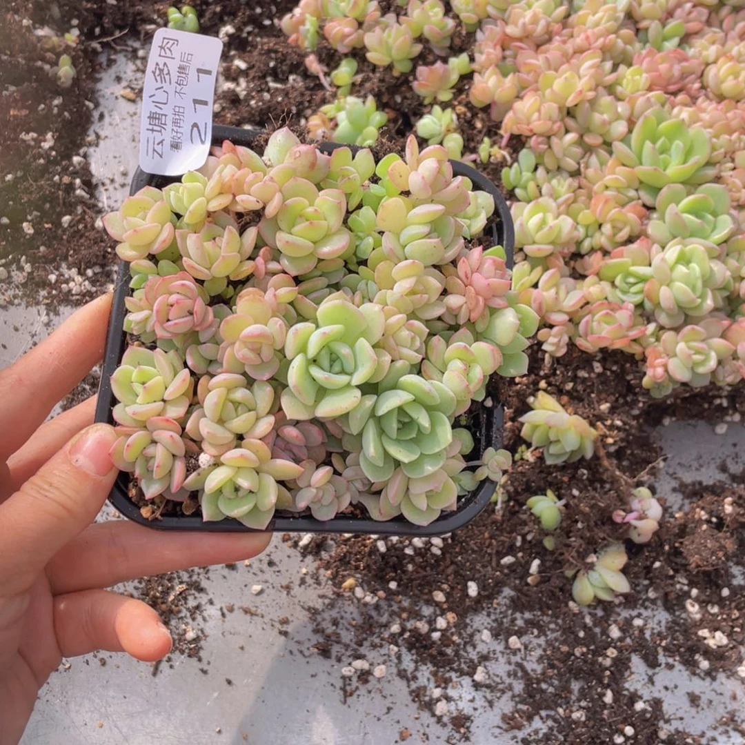 云糖心多肉植物211