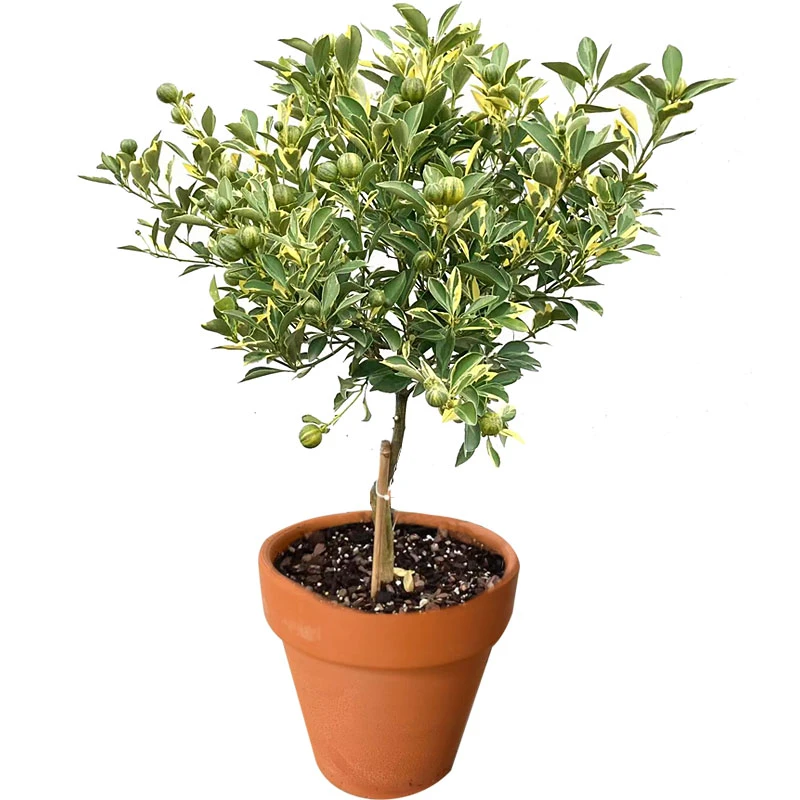 泰国花叶小青柠奶茶盆栽带花带果四季开花挂果