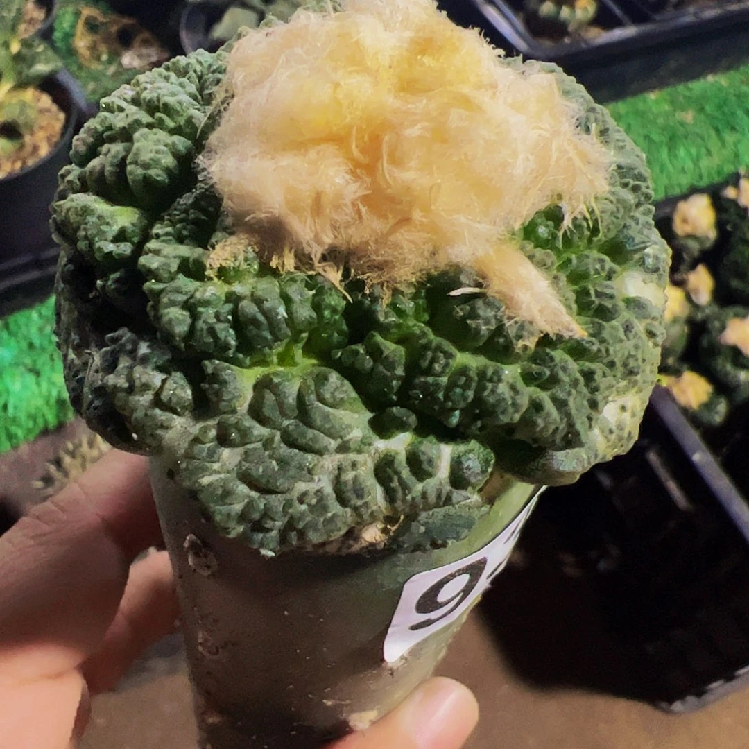 无花朵大尤龟甲牡丹938