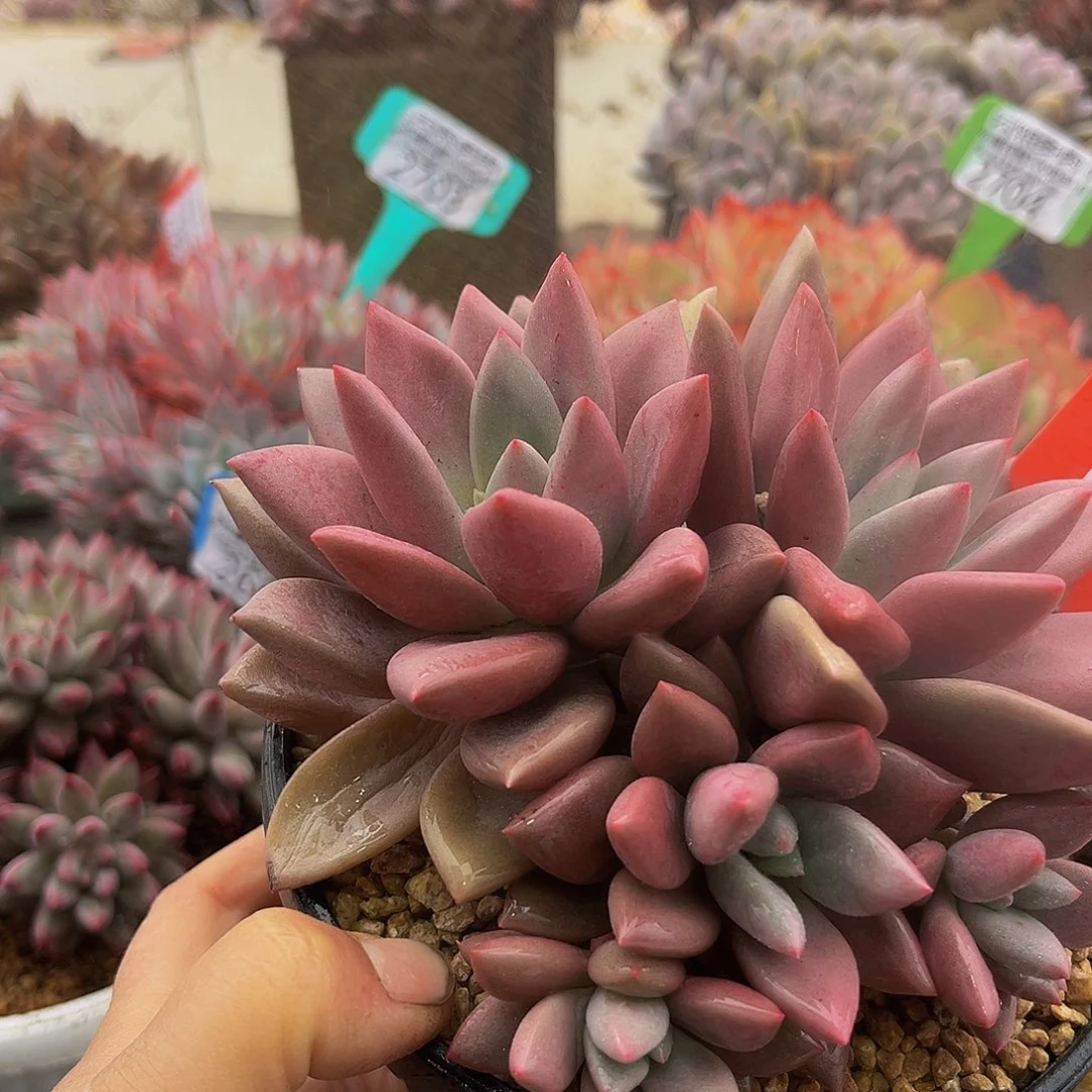 2814桃花源多肉植物