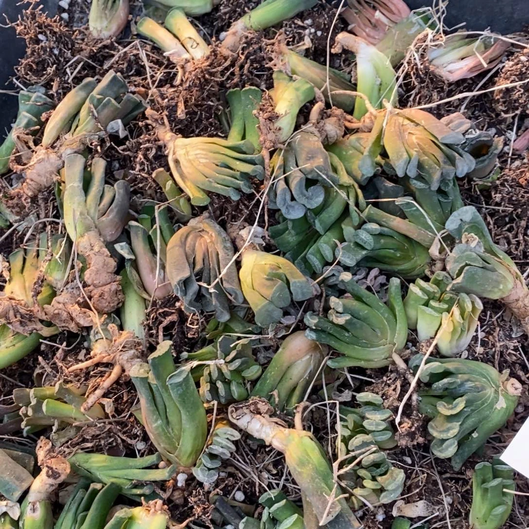 2920 一颗实生小玉扇 元旦整点福利