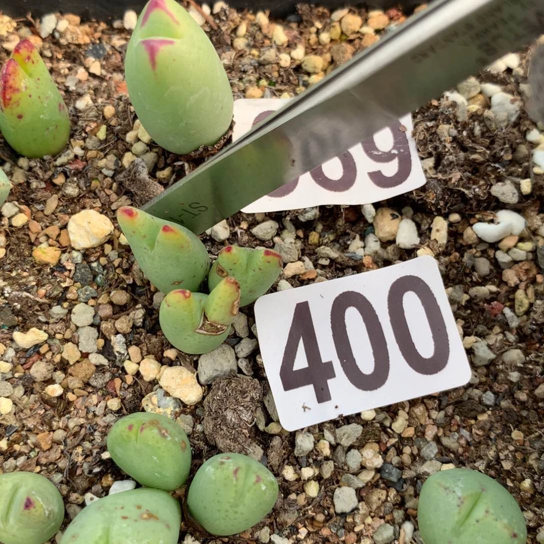 400少将母本一颗