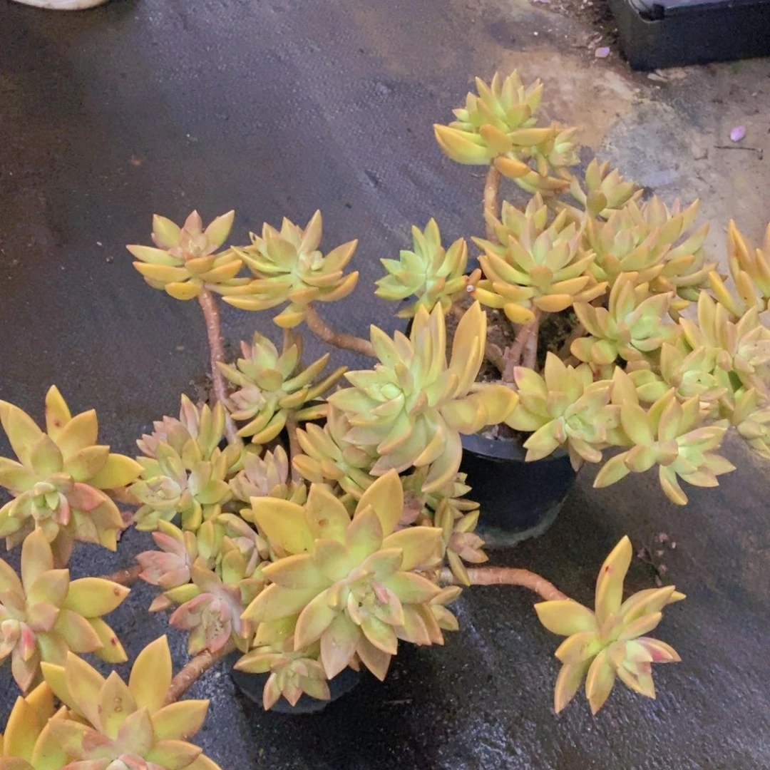 黄金布丁大盆整桩两盆，有斑点正常