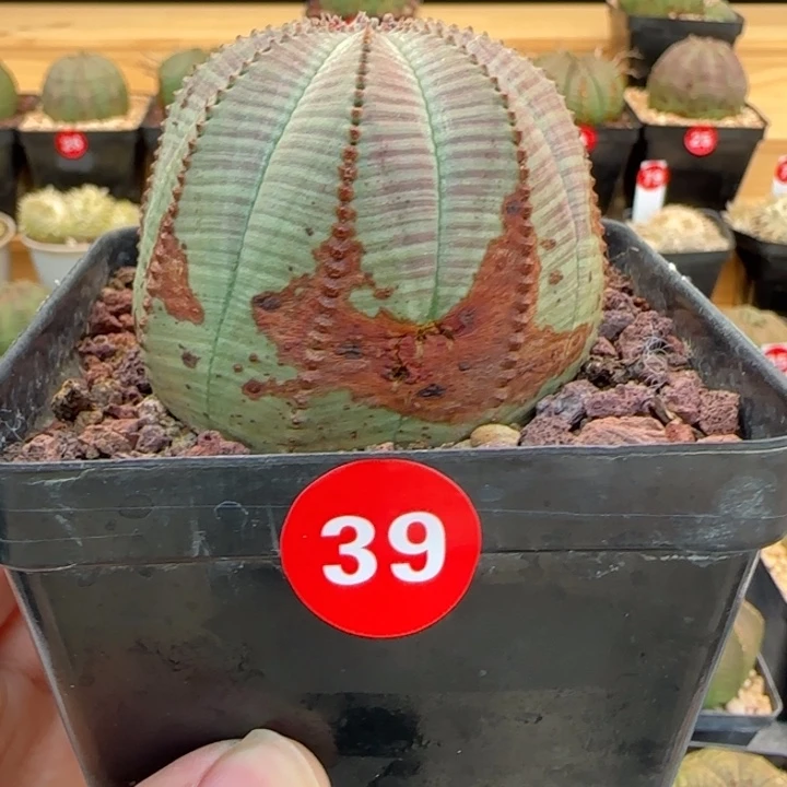 39号（欧系布纹八年老球）实生带盆（尺寸直径）-（ 6.3 ）厘米