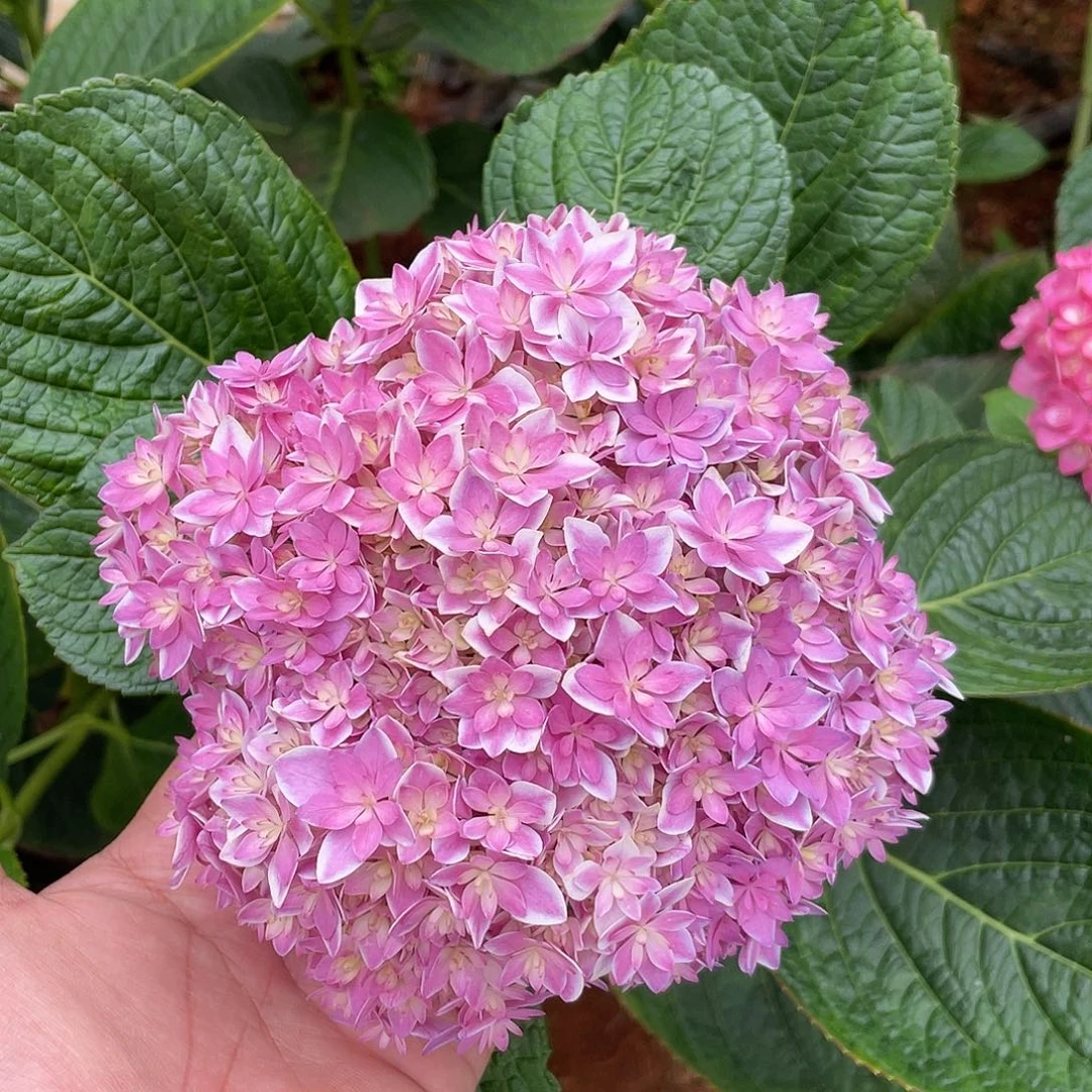 绣球切花一物一拍3枝起包邮，95
