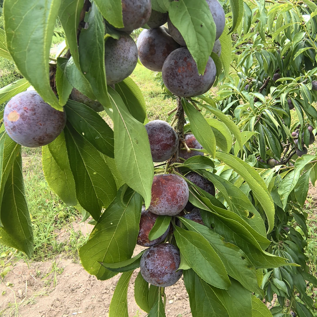 （中小果）中塘脆红李新鲜现摘脱骨脆甜多汁当季水果李子脱骨脆李子
