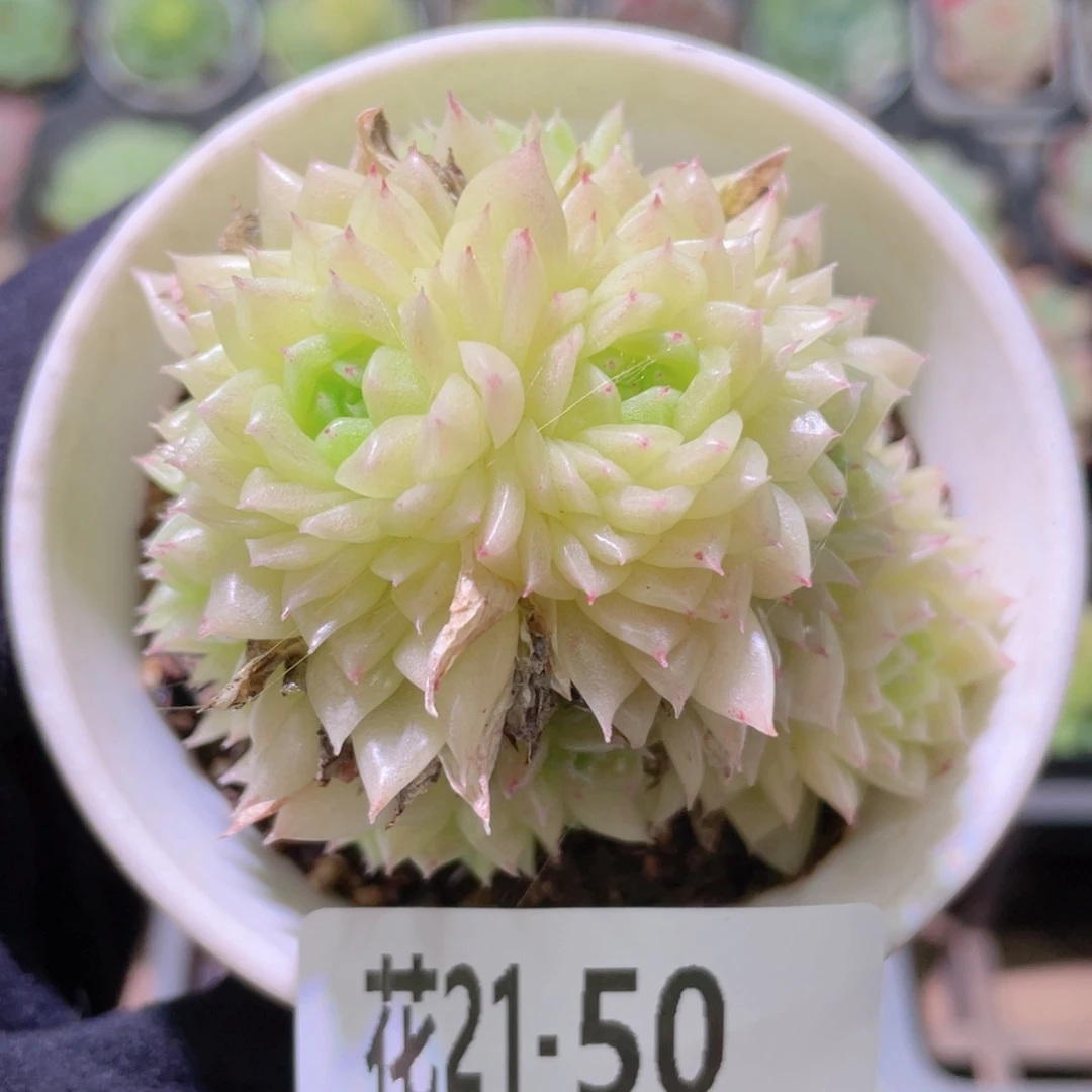 花利美21-50麦秆群