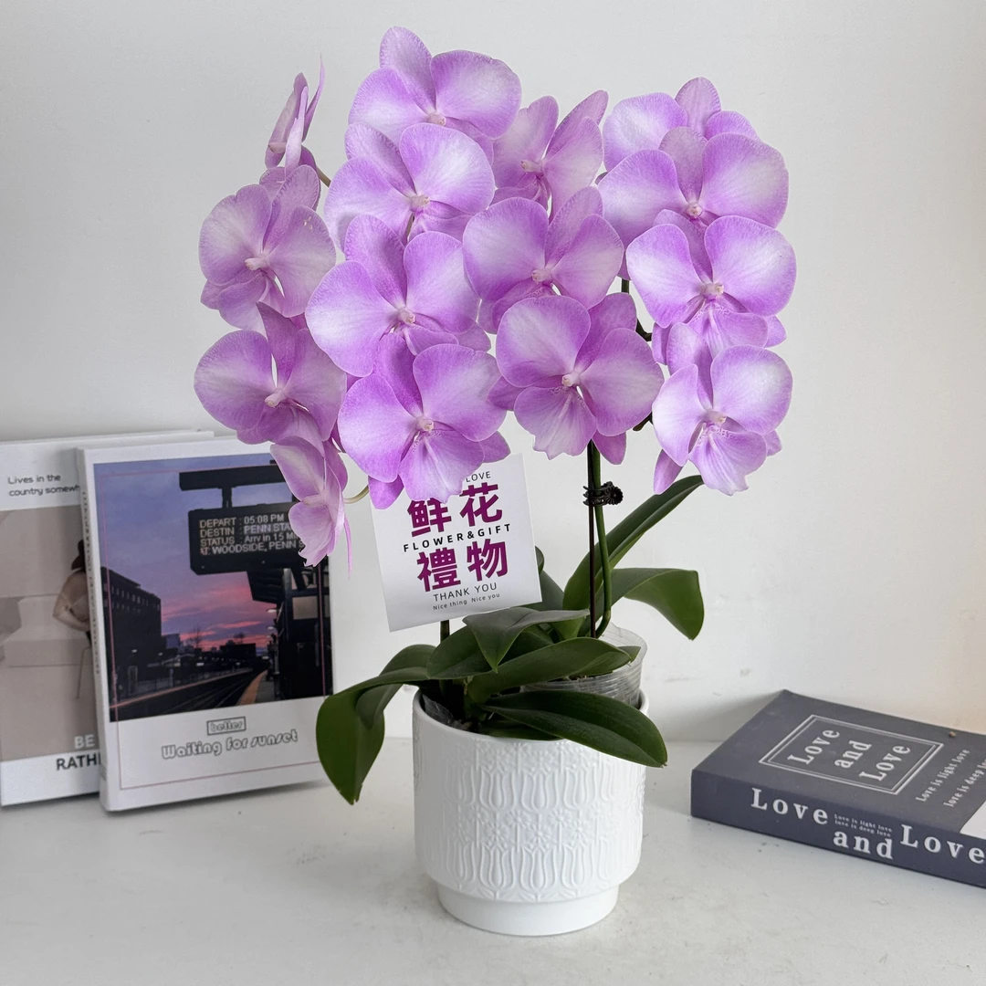 妗画【骑士】组盆室内蝴蝶兰花盆栽开花株 四季好养护绿植叶片