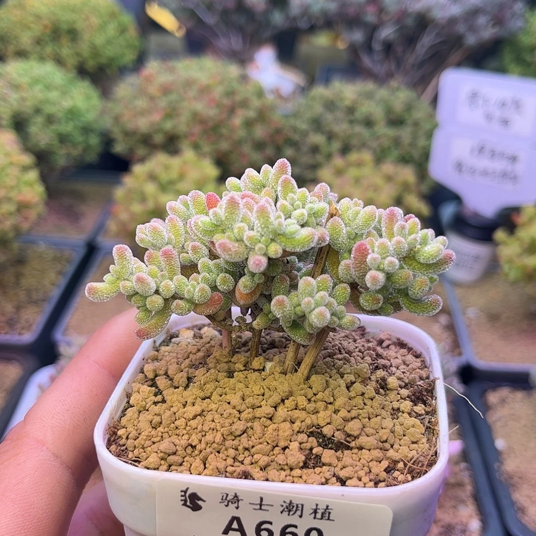 660优选冰晶枝干番杏