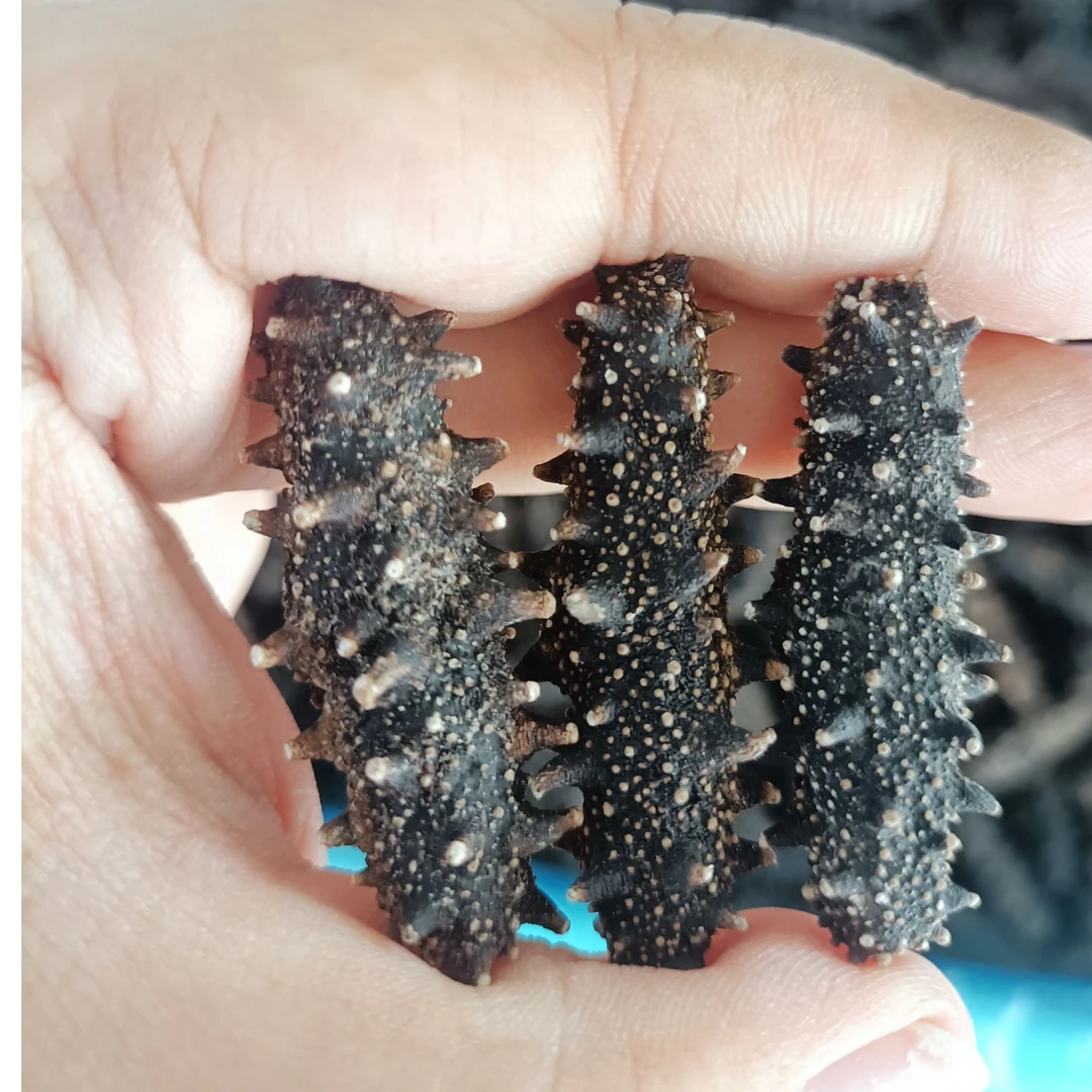 【高货】性价比大连海参全家吃辽刺参一天一只142头左右/斤250G