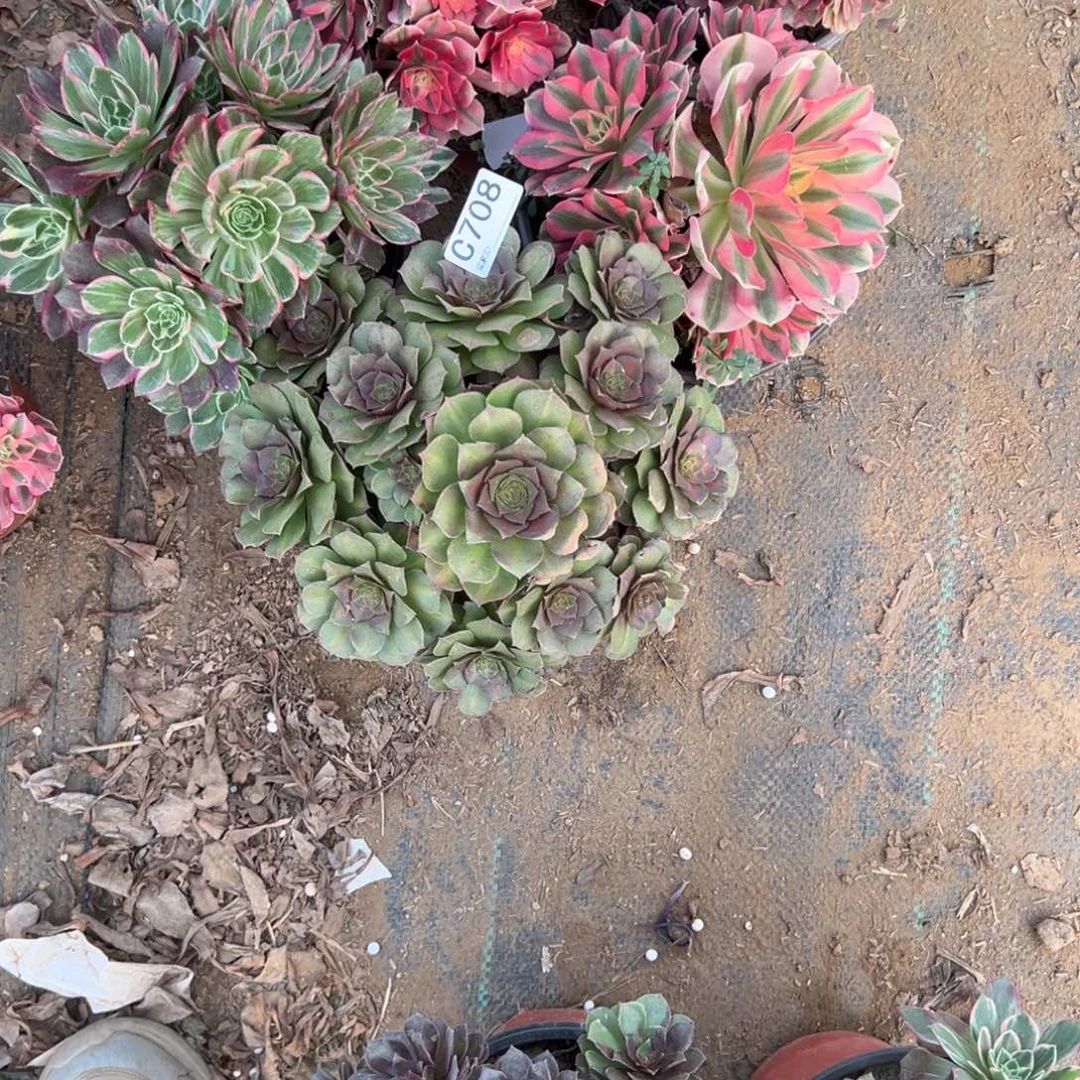 青***708五颗组合多肉植物