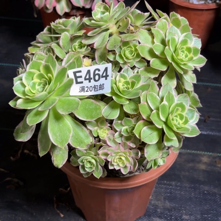 瑞妈一物一拍464有断枝