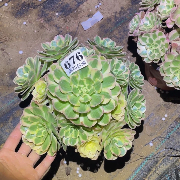 粉海王多肉植物676