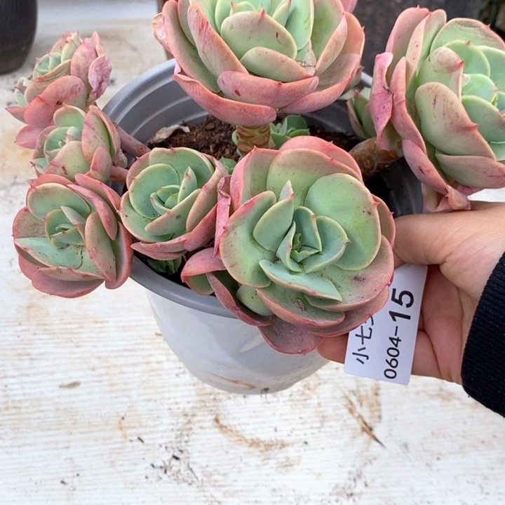 妙***瞳小七夕多肉碧桃15