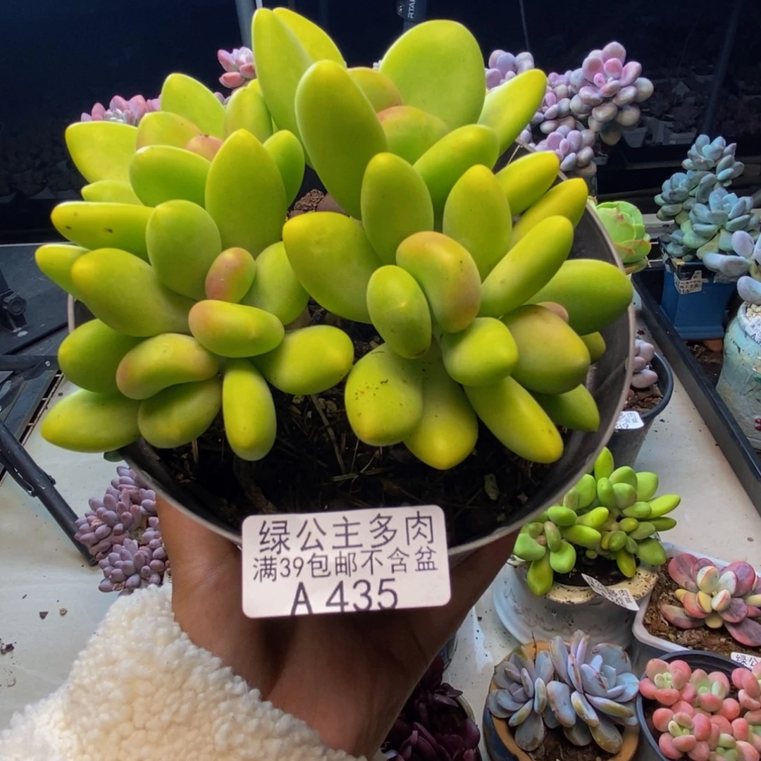 435金蟾芒果奶多肉11cm