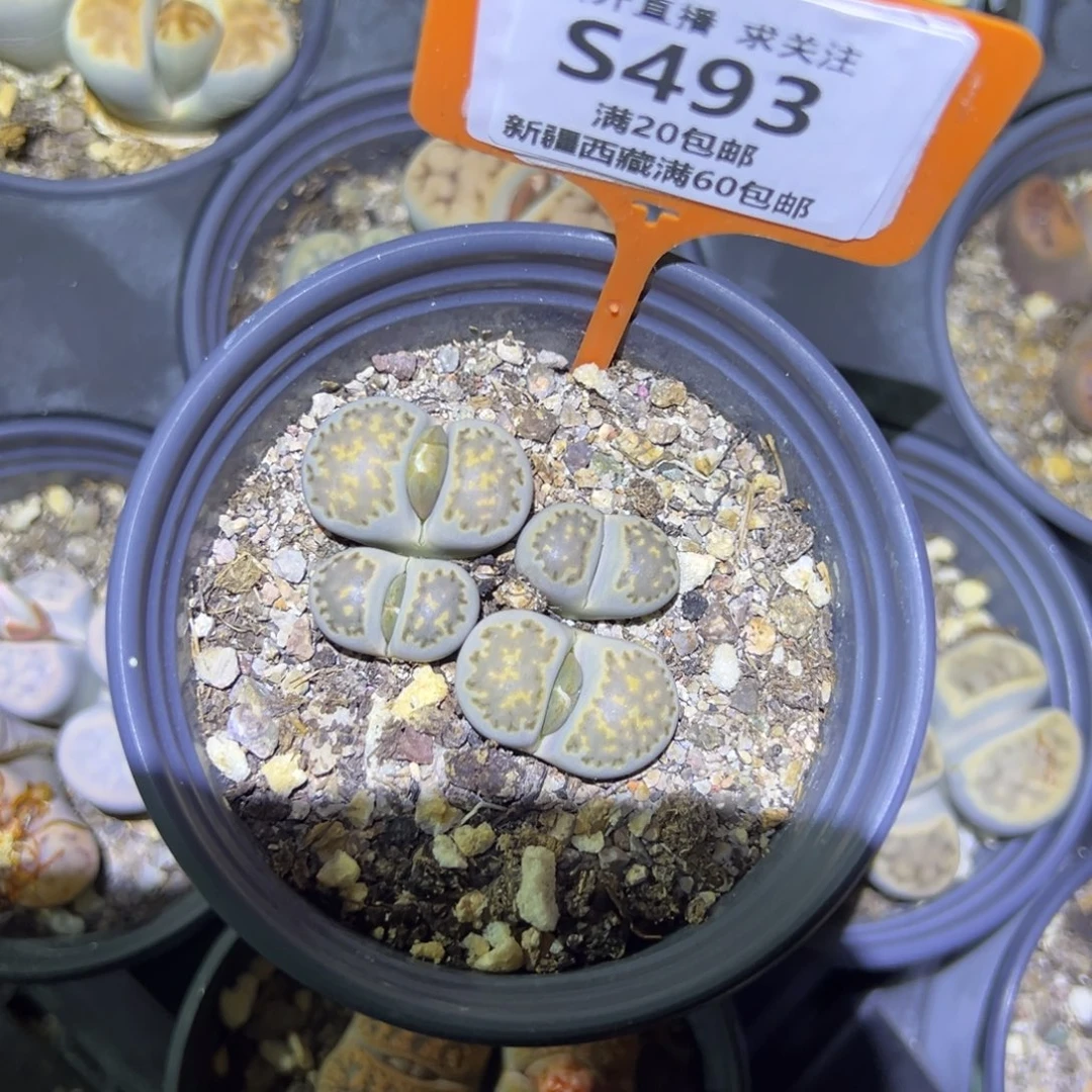 493 一物一拍，默认有伤，介意勿拍，不退不换
