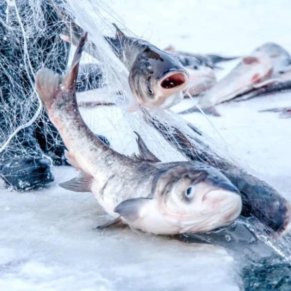 楷楷专属嫩江弱碱性生态鱼吉林冷水鱼5kg 胖头鱼冰鲜发货顺丰速运