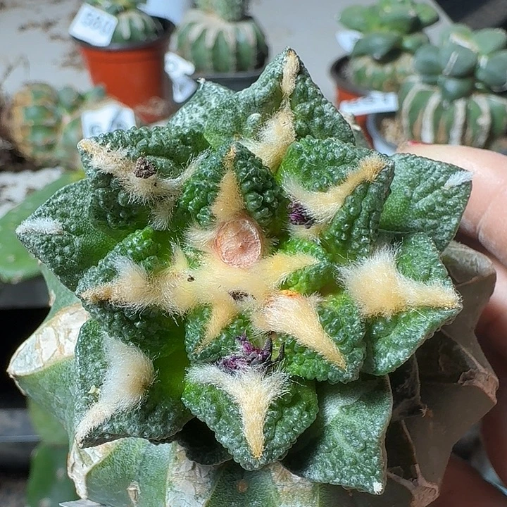 无花朵龟甲牡丹896