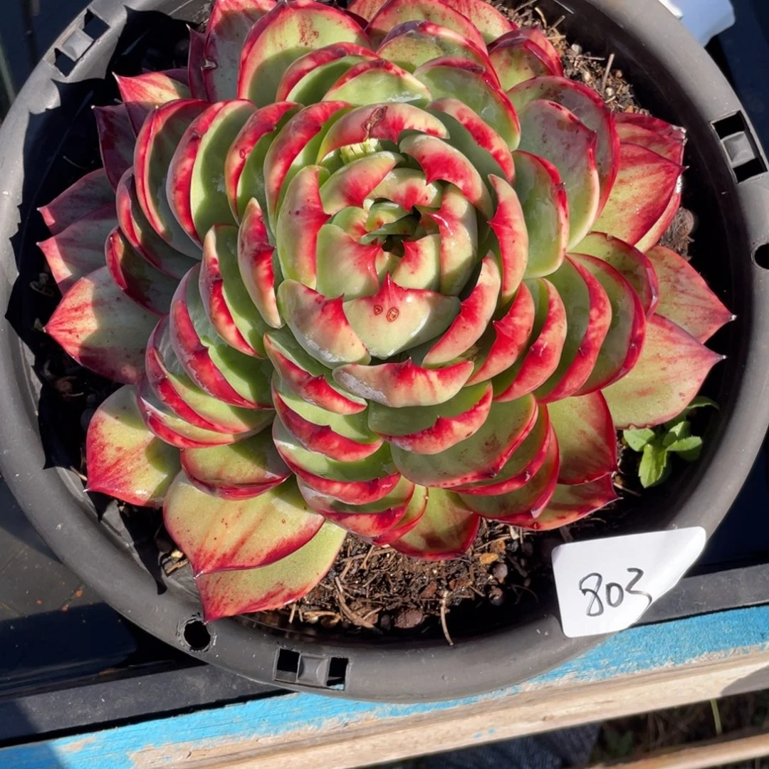 惊鸿仙子冠服23左右