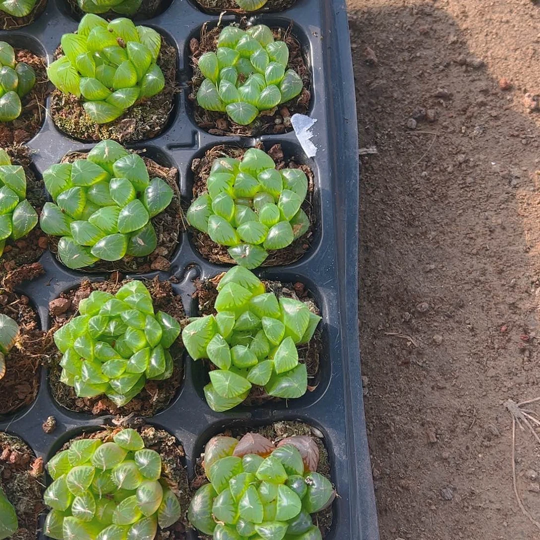 直播福利一物一拍125