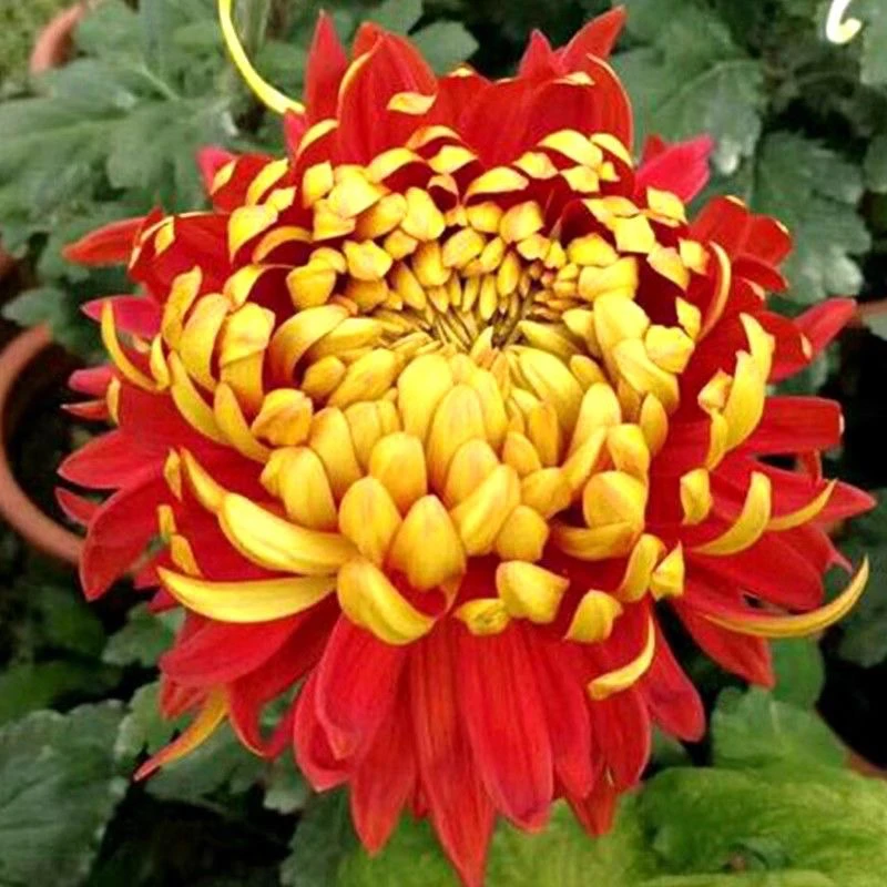 金背大红九月菊大花盆栽耐热耐寒开花漂亮适合地栽