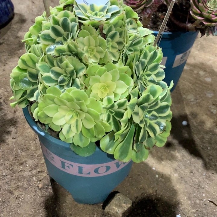 457绿豆沙多肉植物特价