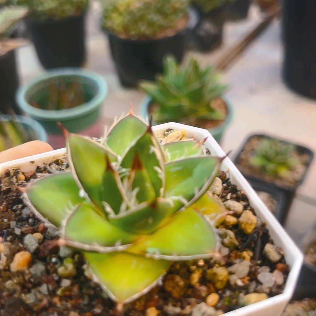 潮流植物a型体屉之雪