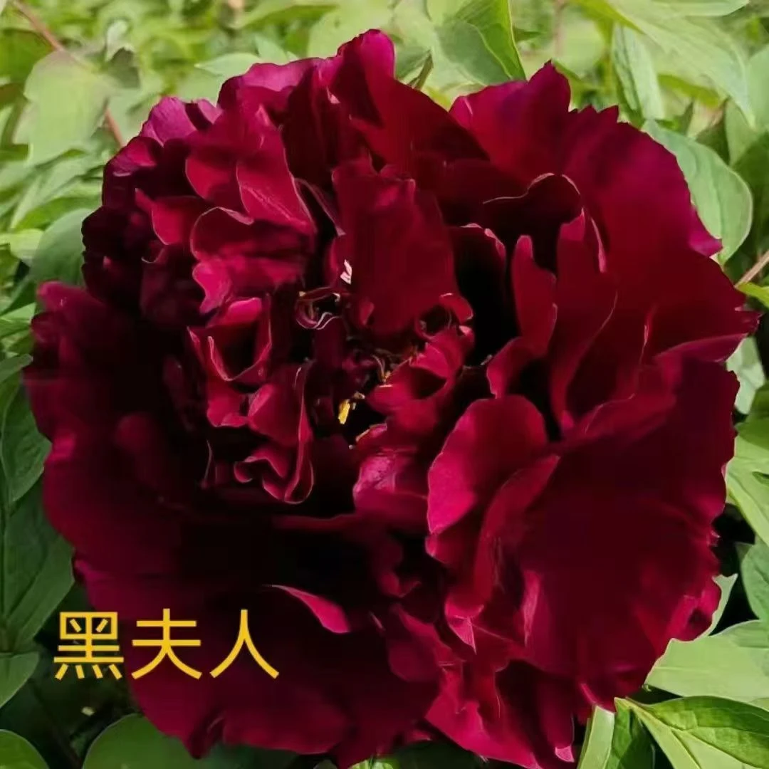 丹屿【黑夫人】黑红色牡丹花原盆原土浇水开花【顺丰快递】