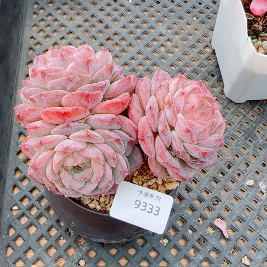 母本冰魄，9333多肉植物