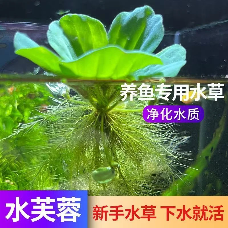 浮萍水芙蓉水草水生水面植物可净化水质用于鱼缸绿植庭院水养造景