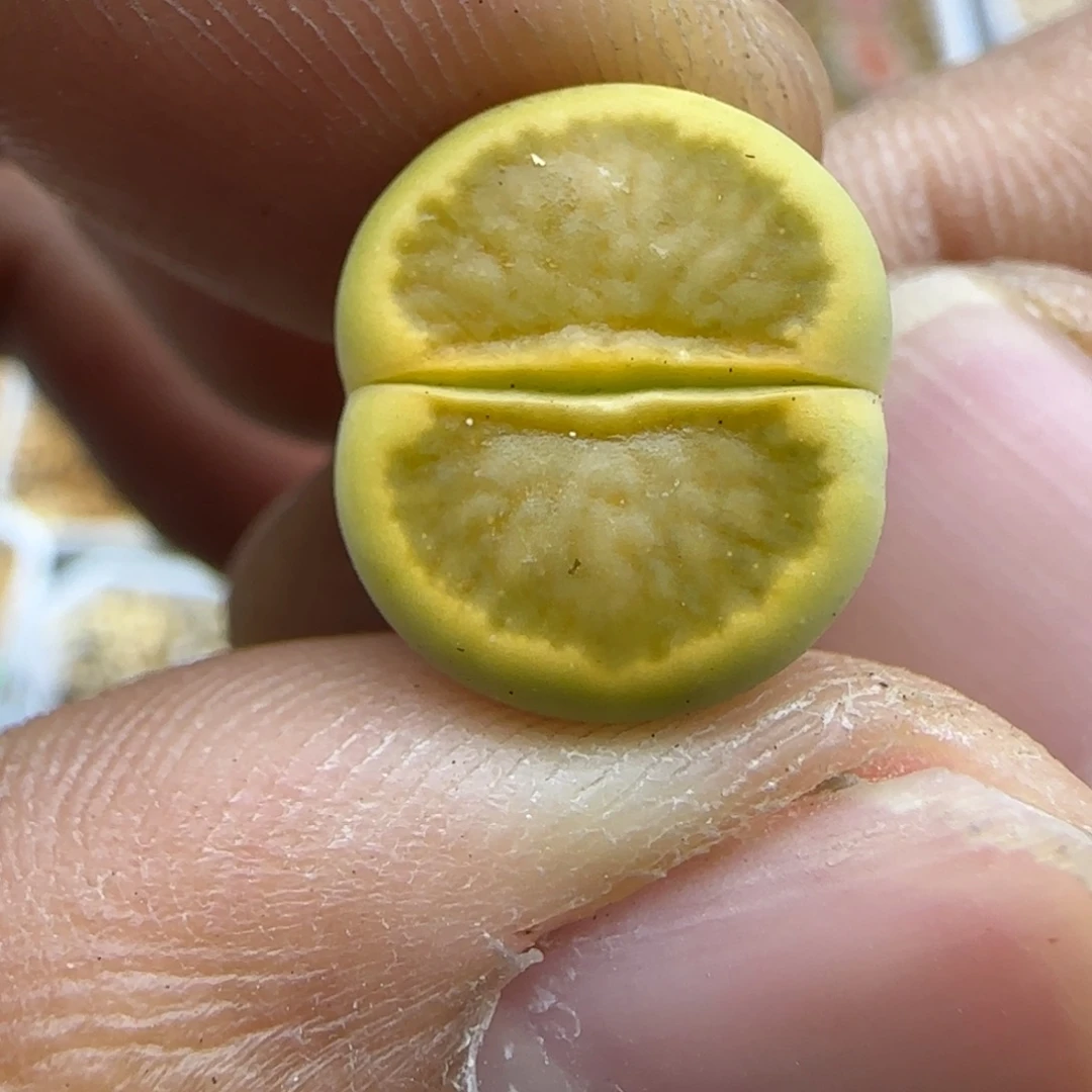 419 生石花大棚直播