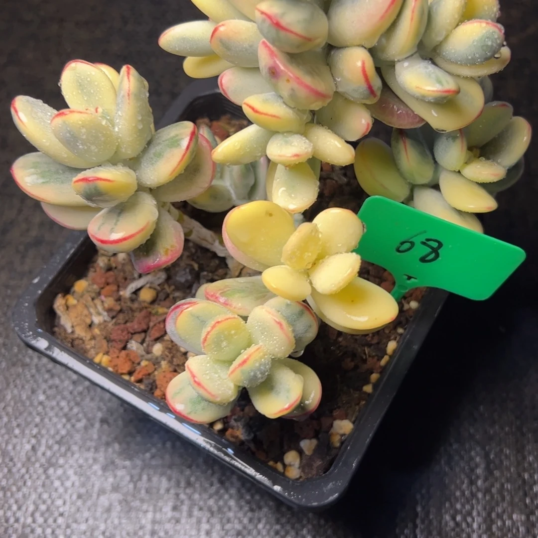 小***串68号福娘锦多肉植物25