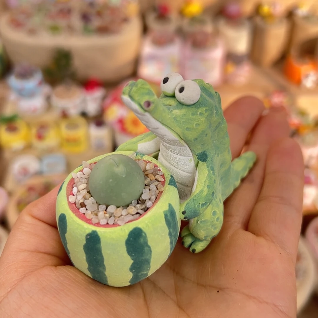 多肉植物51号鸽子蛋