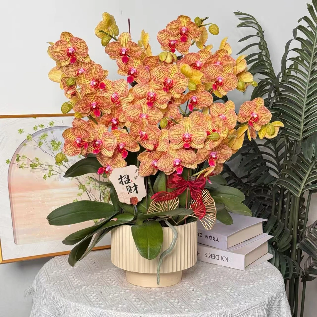 妗画【黄金万两】蝴蝶兰鲜花精致组盆 开花株 室内绿植基地直发