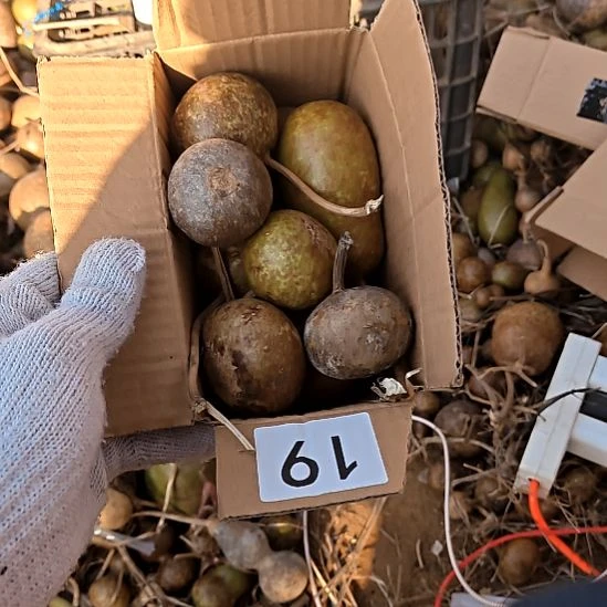 琥***珀一箱脏脏的葫芦小葫芦