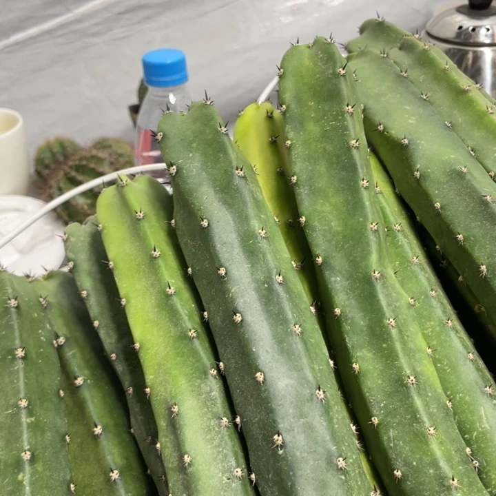 红花袖铺侧芽实生一代5.88