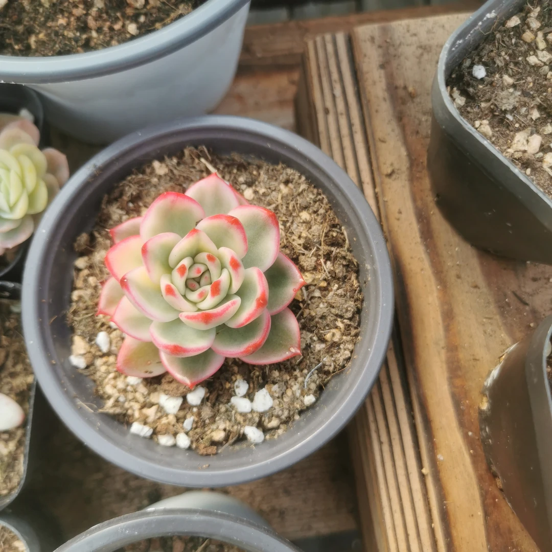 朱碧锦多肉植物多肉