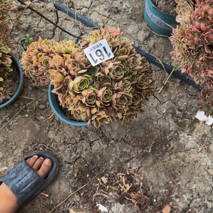 女妖缀化29-15包邮花花