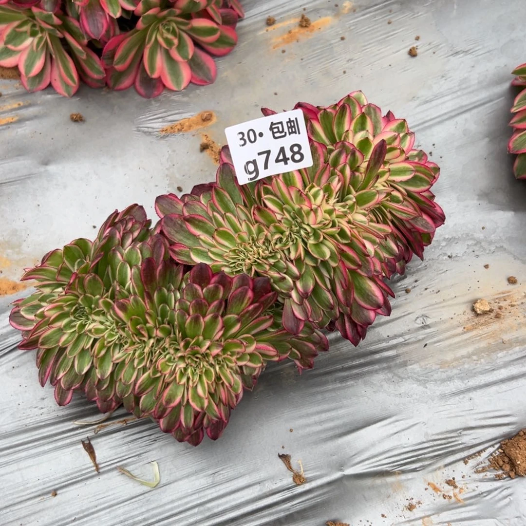 748美姬缀多肉法师