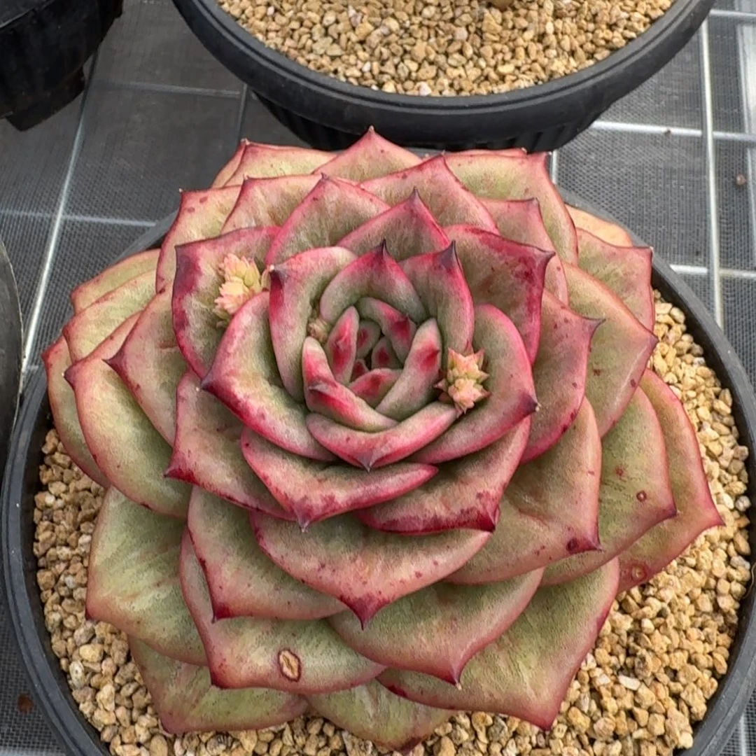 从前慢花园多肉编号蔷薇锦